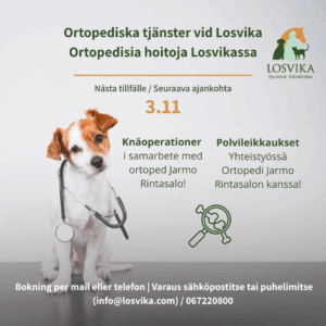 Polvileikkaukset Losvikalla. Yhteistyössä Ortopedi Jarmo Rintasalon kanssa! Seuraava ajankohta 30.9 Varaus sähköpostitse (info@losvika.com) tai puhelimitse 067220800 (5)