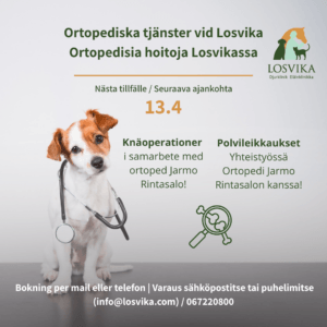 Polvileikkaukset Losvikalla. Yhteistyössä Ortopedi Jarmo Rintasalon kanssa! Seuraava ajankohta 30.9 Varaus sähköpostitse (info@losvika.com) tai puhelimitse 067220800 (9)